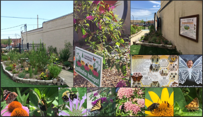 Butterfly Garden